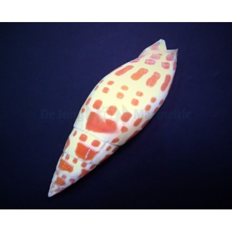 Mitra mitra - Snail - Orange Spot