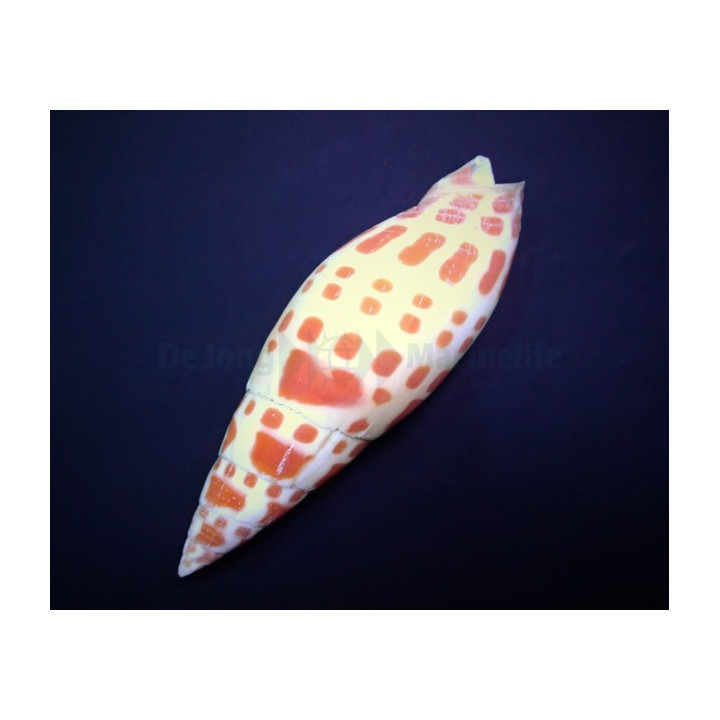 Mitra mitra - Snail - Orange Spot
