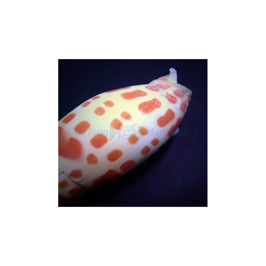 Mitra mitra - Snail - Orange Spot