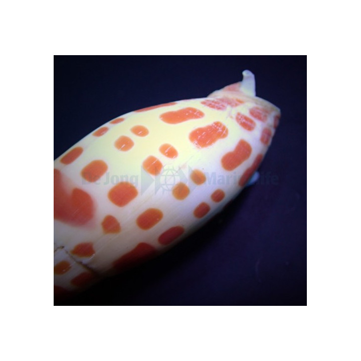 Mitra mitra - Snail - Orange Spot