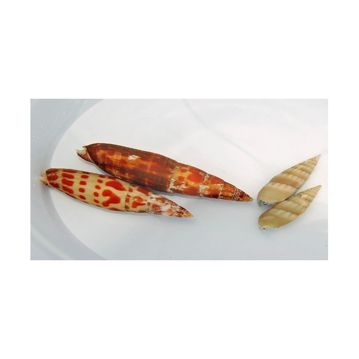 Mitra mitra - Snail - Orange Spot