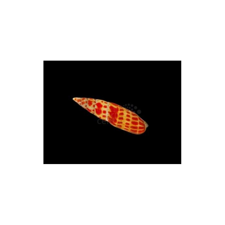 Mitra mitra - Snail - Orange Spot