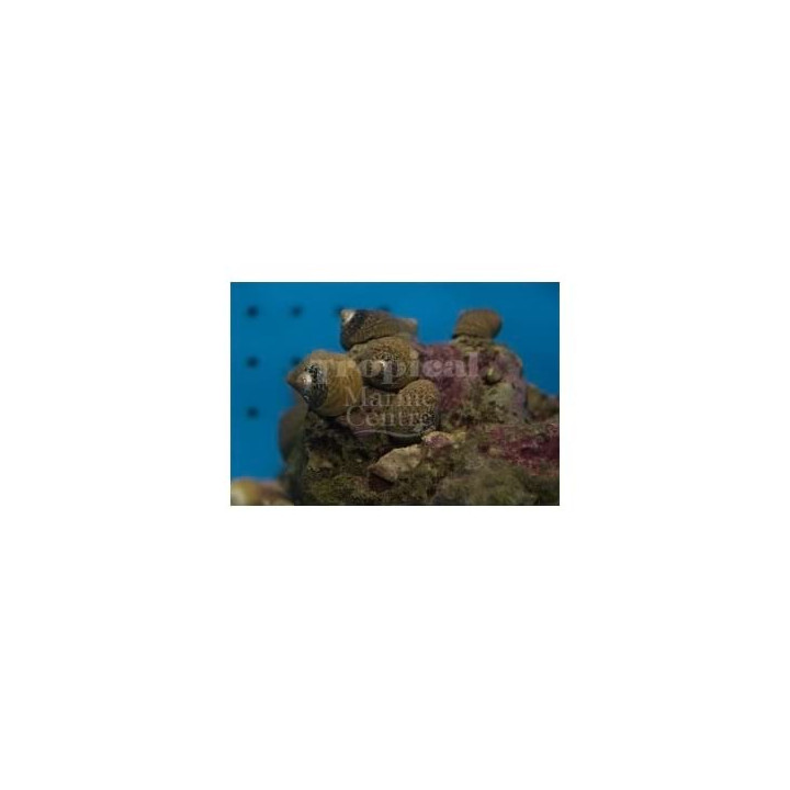 Littorina littorea - Snail - Pimple