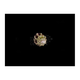 Astraea undosa - Snail - Roman Snail