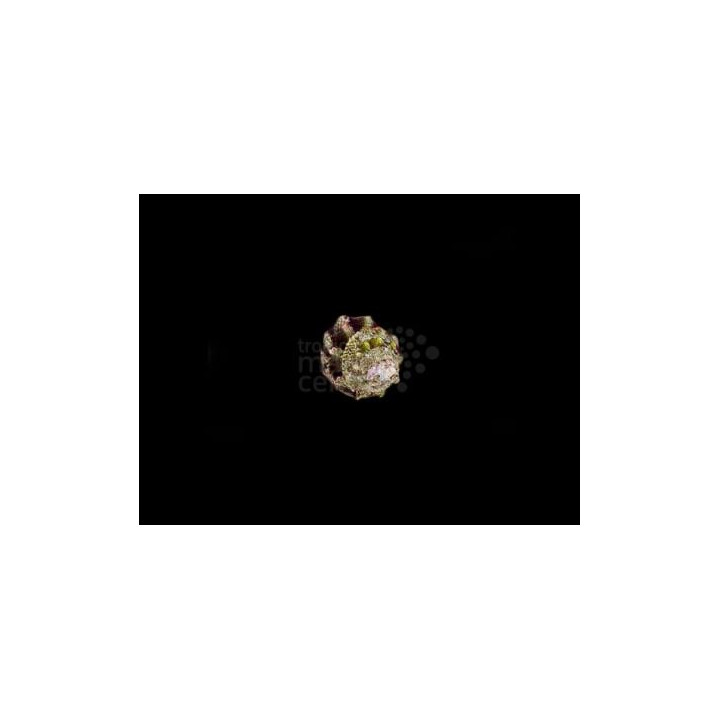 Astraea undosa - Snail - Roman Snail