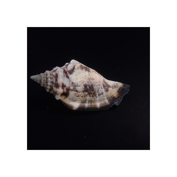 Strombus spp. - Snail - Sand Sifting