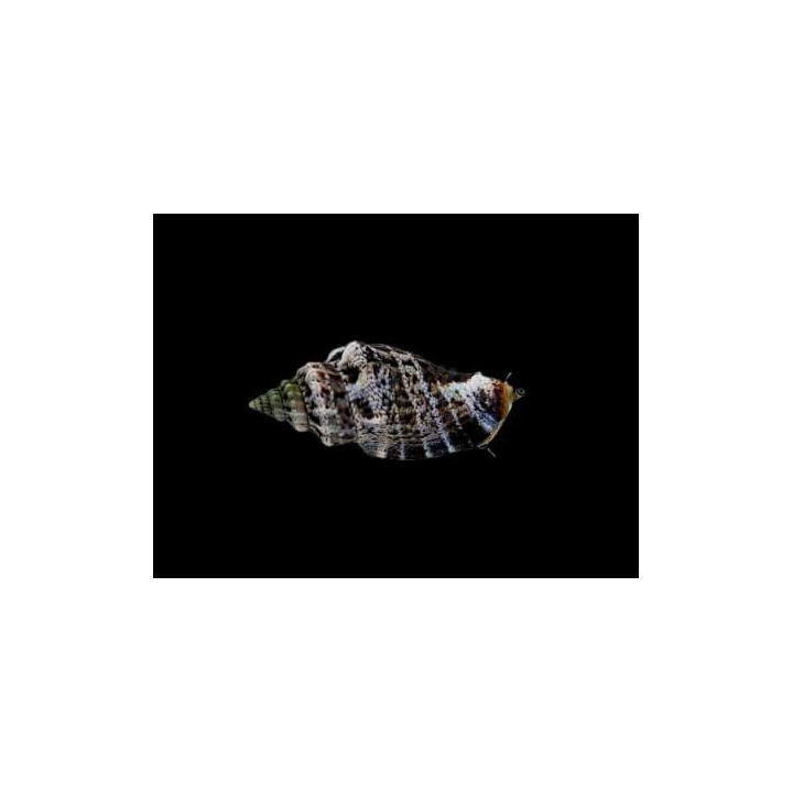 Strombus spp. - Snail - Sand Sifting