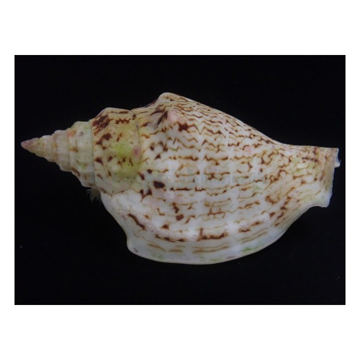 Strombus spp. - Snail - Sand Sifting