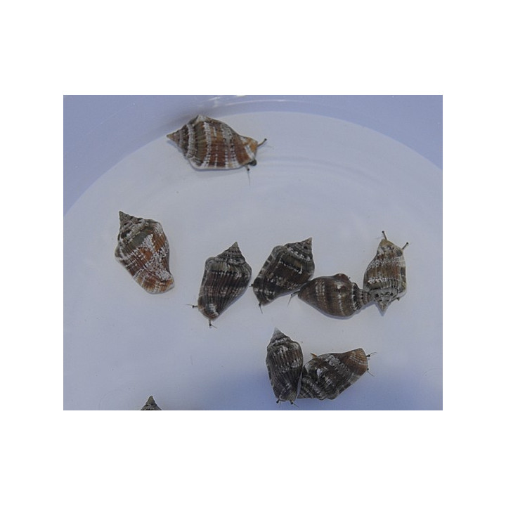 Strombus spp. - Snail - Sand Sifting