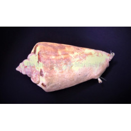 Strombus luhanus - Snail - Sand Sifting Red