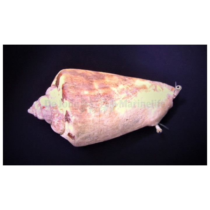 Strombus luhanus - Snail - Sand Sifting Red