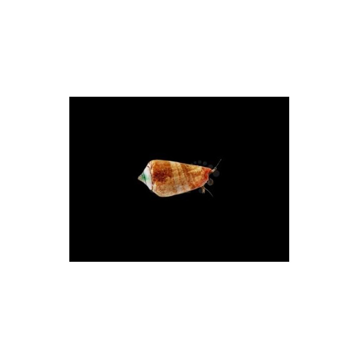 Strombus luhanus - Snail - Sand Sifting Red