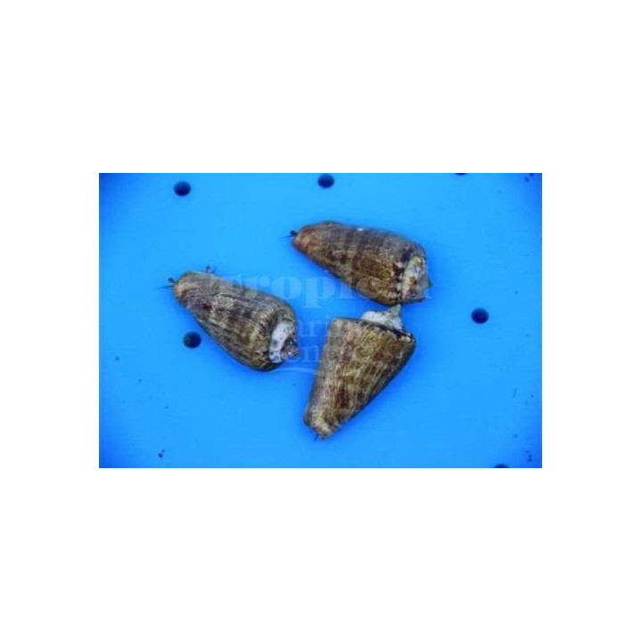 Strombus luhanus - Snail - Sand Sifting Red