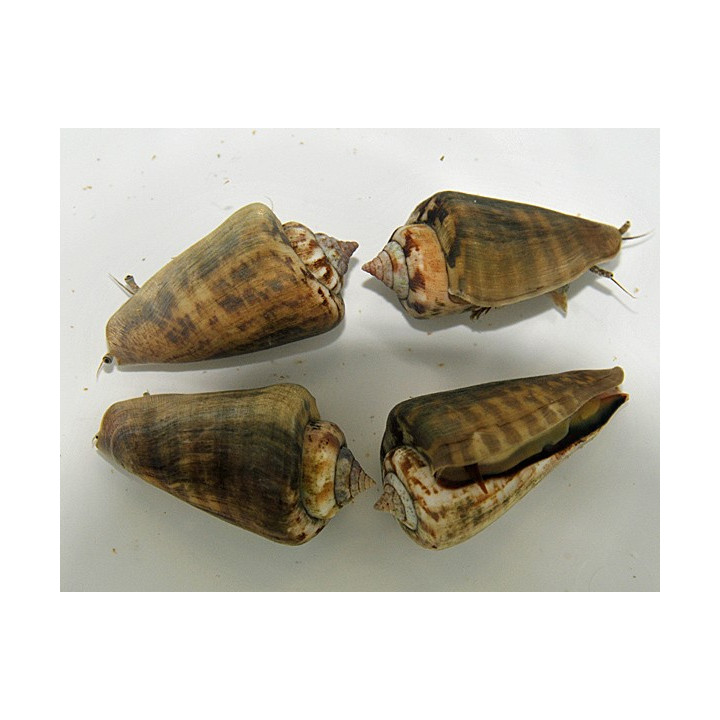 Strombus luhanus - Snail - Sand Sifting Red