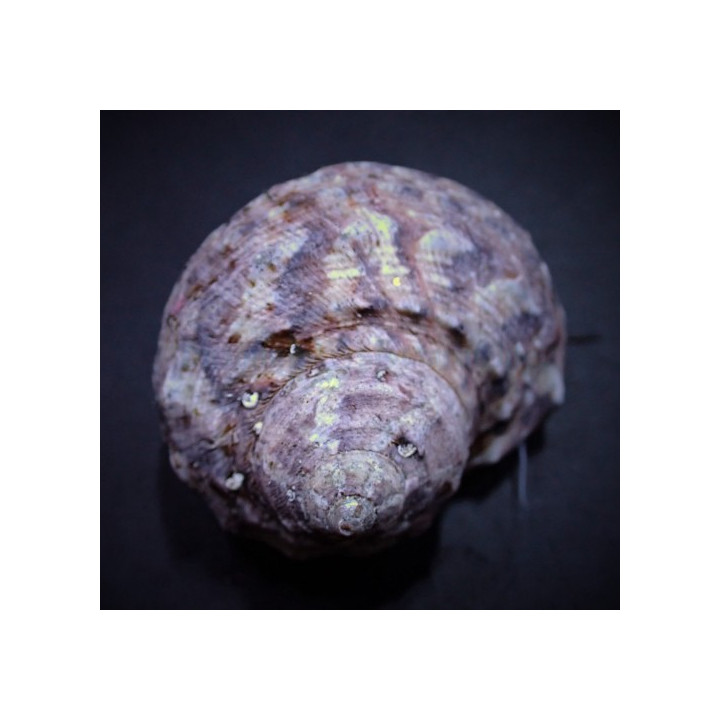 Turbo fluctuosa - Snail - Super Turbo