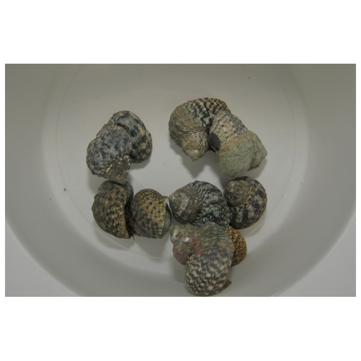 Turbo fluctuosa - Snail - Super Turbo