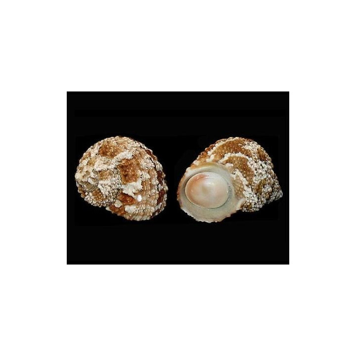 Turbo castanea