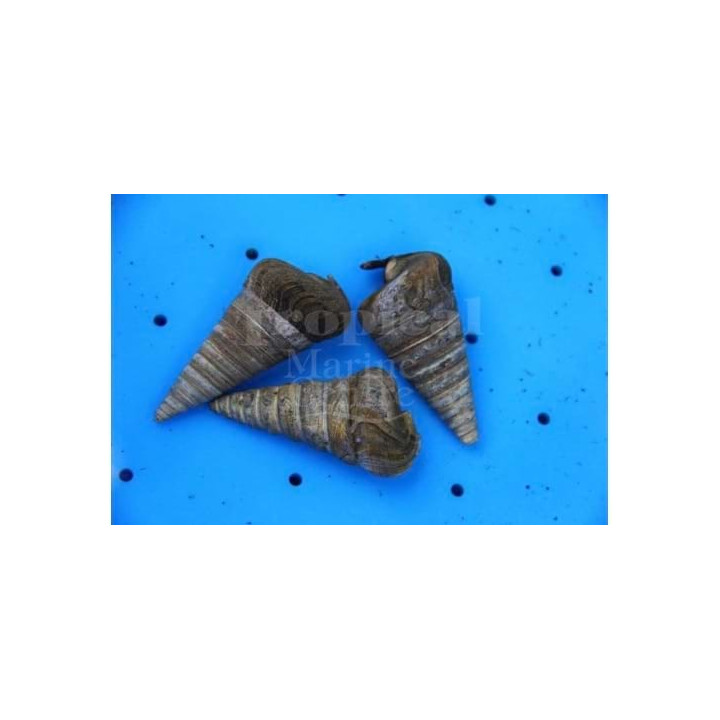 Telescopium telescopium - Snail - Telescope
