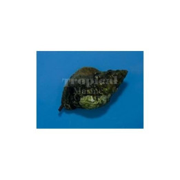 Norrisia norrisi - Snail - Tulip