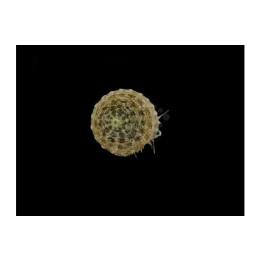 Astraea tectum - Snail - Turbo