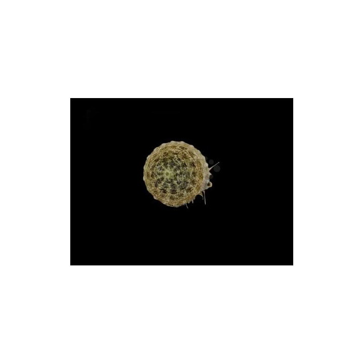 Astraea tectum - Snail - Turbo