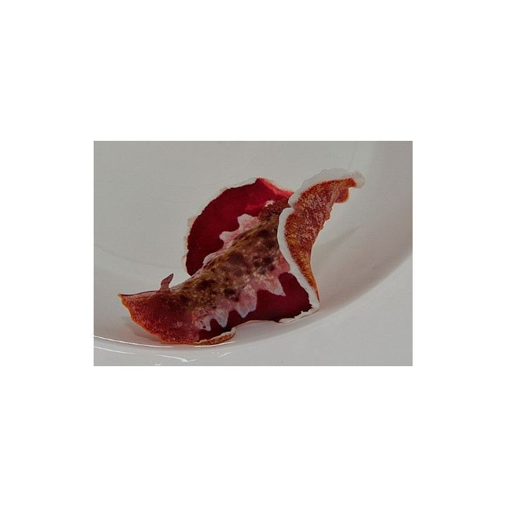 Hexabranchus sanguineus - Spanish Dancer