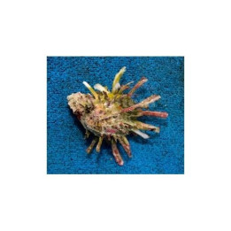 Spondylus spp. - Spiny Oyster
