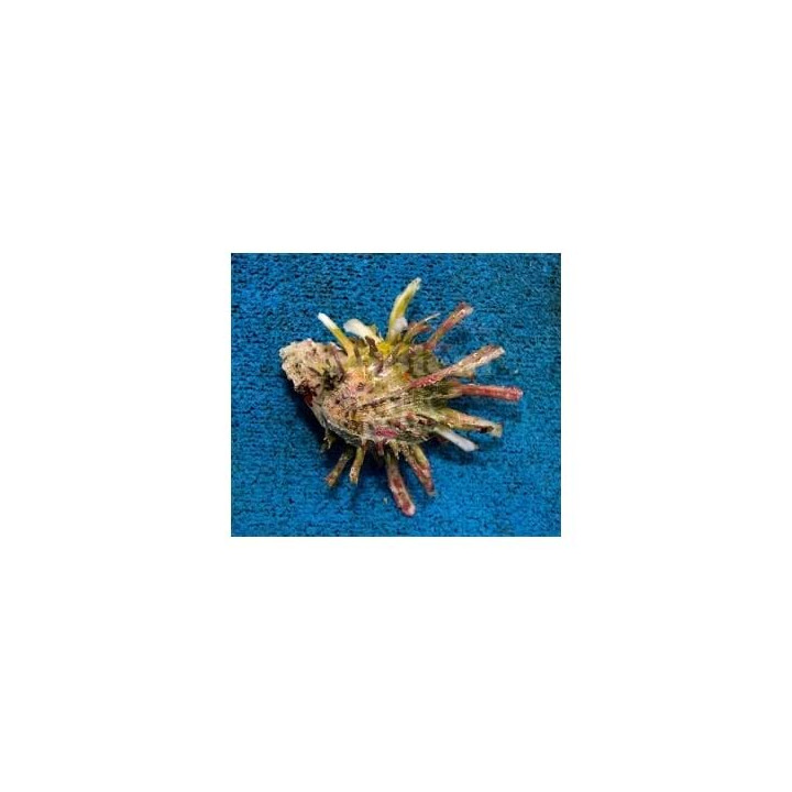 Spondylus spp. - Spiny Oyster