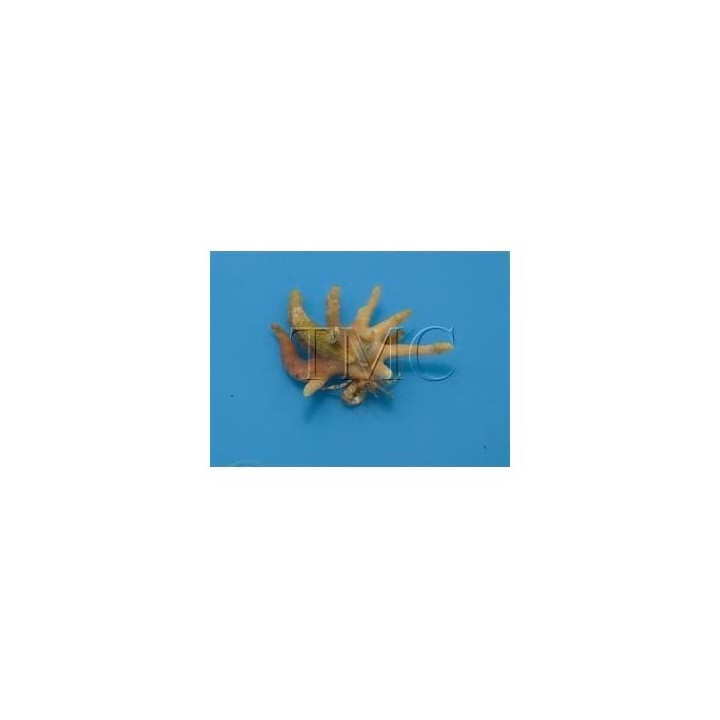 Manucomplanus varians - Antler Crab