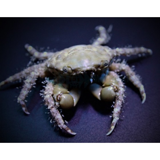 Mithrax sculptus - Emerald Crab