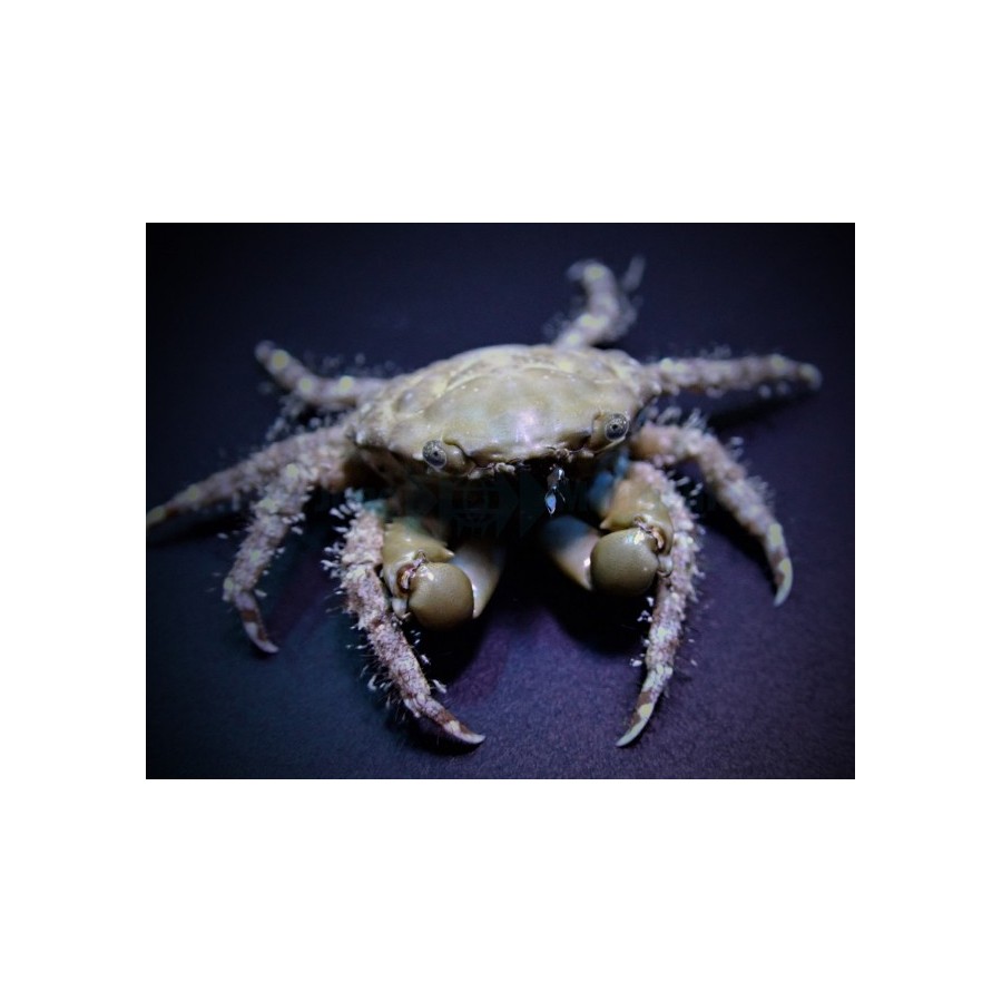 Mithrax sculptus - Emerald Crab