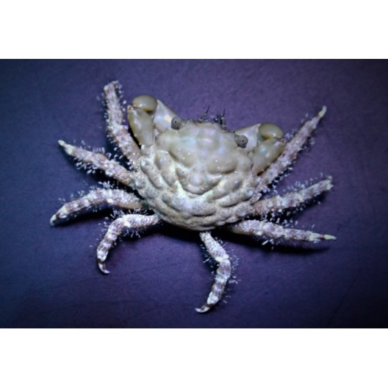 Mithrax sculptus - Emerald Crab