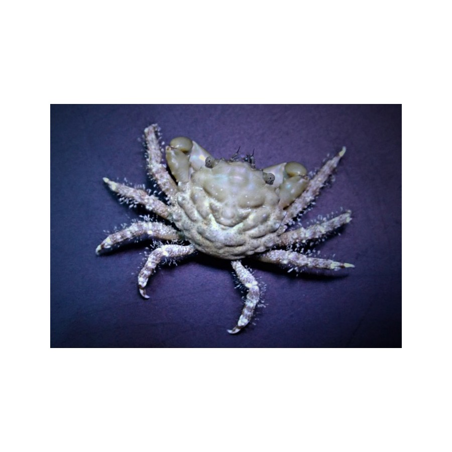 Mithrax sculptus - Emerald Crab