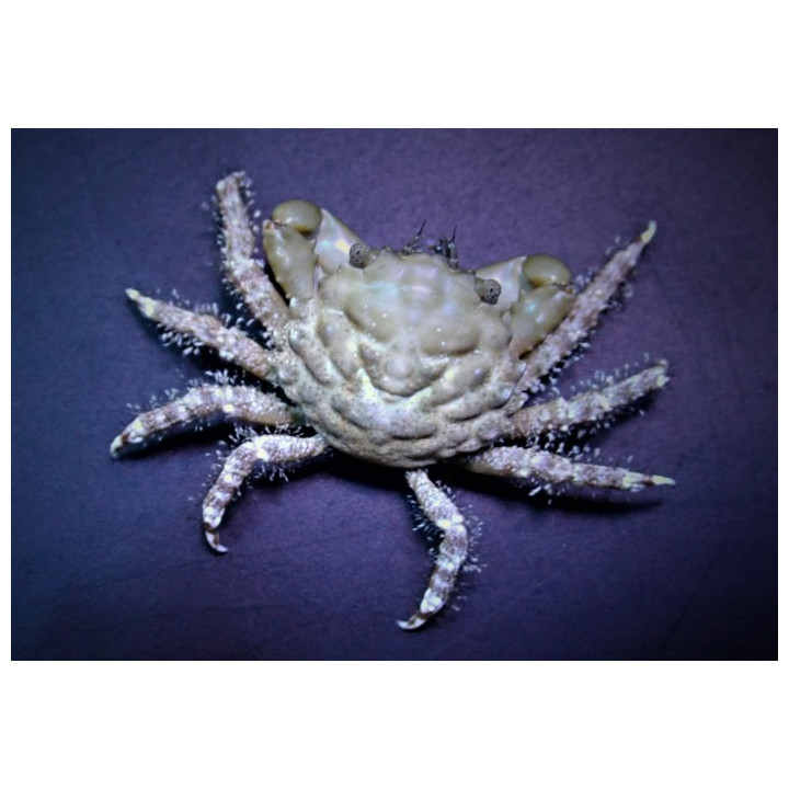 Mithrax sculptus - Emerald Crab