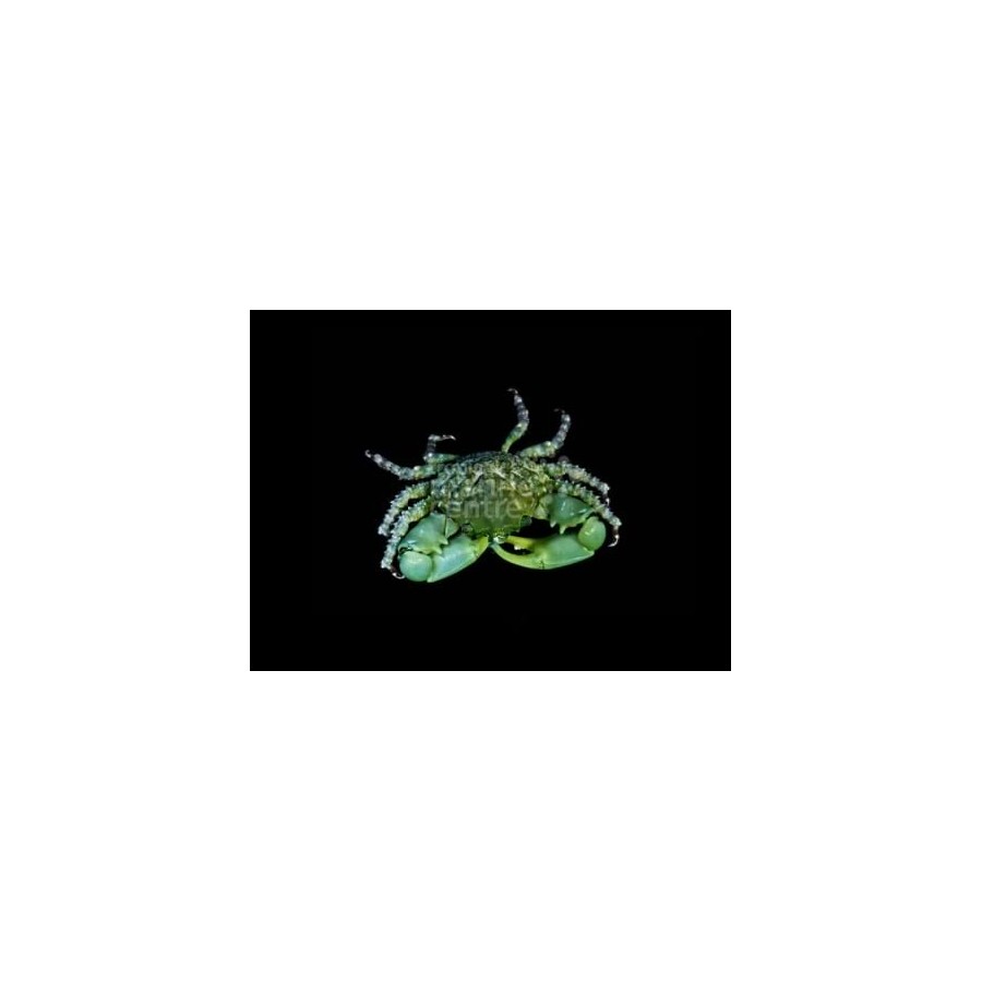 Mithrax sculptus - Emerald Crab