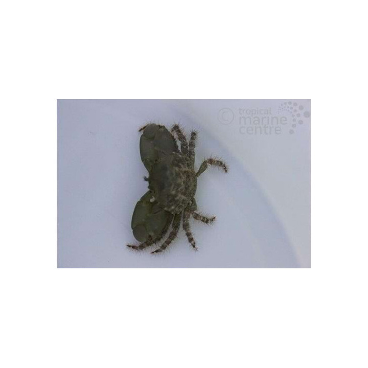 Mithrax sculptus - Emerald Crab