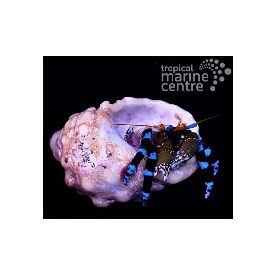 Calcinus elegans - Met. Blue Leg Hermit Crab