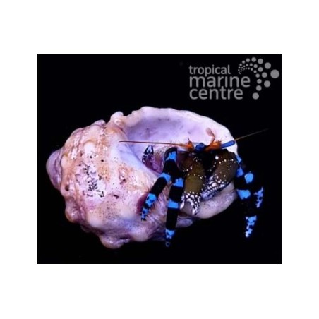 Calcinus elegans - Met. Blue Leg Hermit Crab