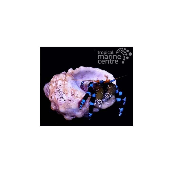 Calcinus elegans – Electric Blue Leg Hermit Crab | Näyttävä ja hyödyllinen siivooja