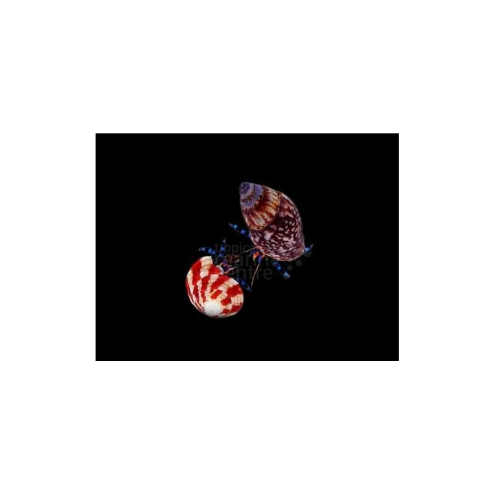 Calcinus elegans – Electric Blue Leg Hermit Crab | Näyttävä ja hyödyllinen siivooja