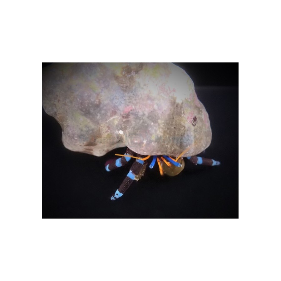 Calcinus elegans - Met. Blue Leg Hermit Crab