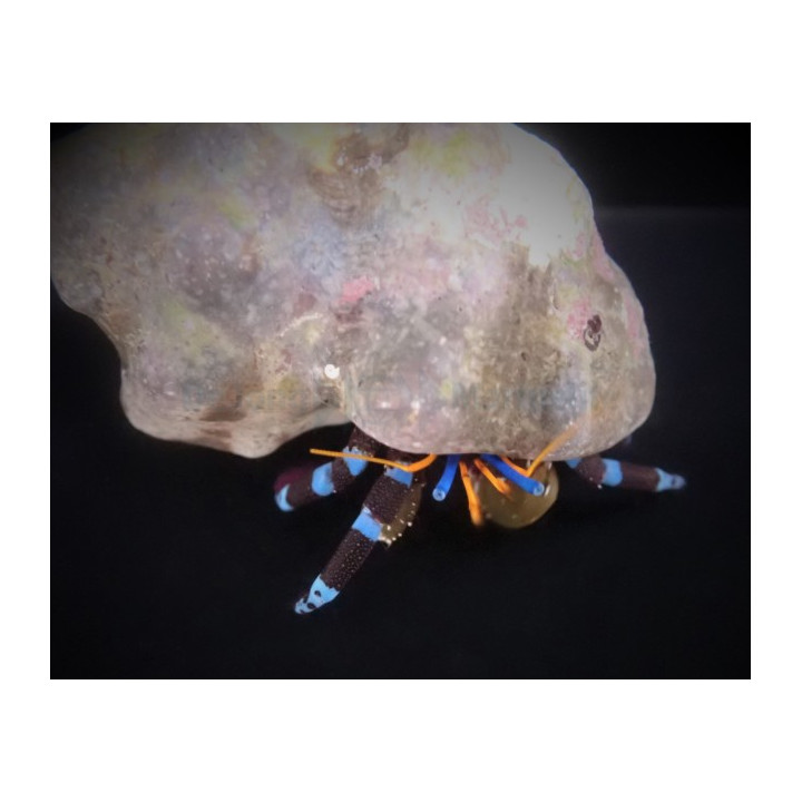 Calcinus elegans – Electric Blue Leg Hermit Crab | Näyttävä ja hyödyllinen siivooja