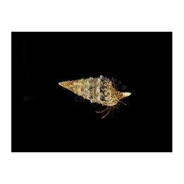 Calcinus spp. - Rock Hermit Crab