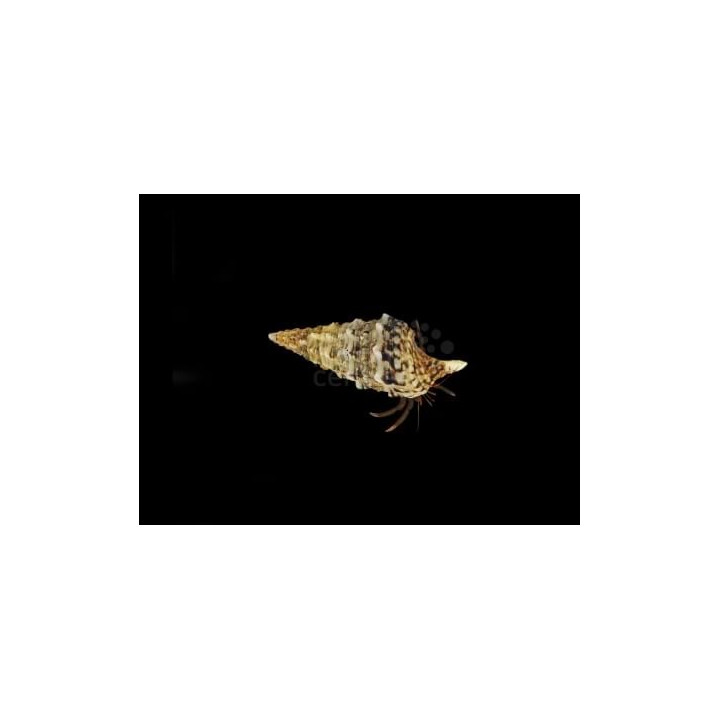 Calcinus spp. - Rock Hermit Crab