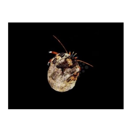 Calcinus spp. - White Claw Rock Hermit Crab