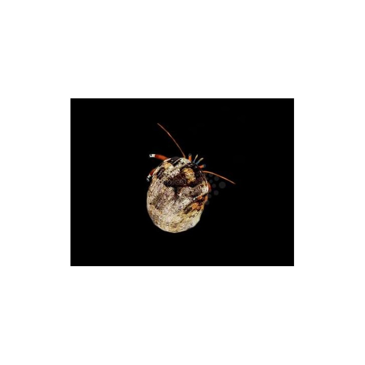 Calcinus spp. - White Claw Rock Hermit Crab