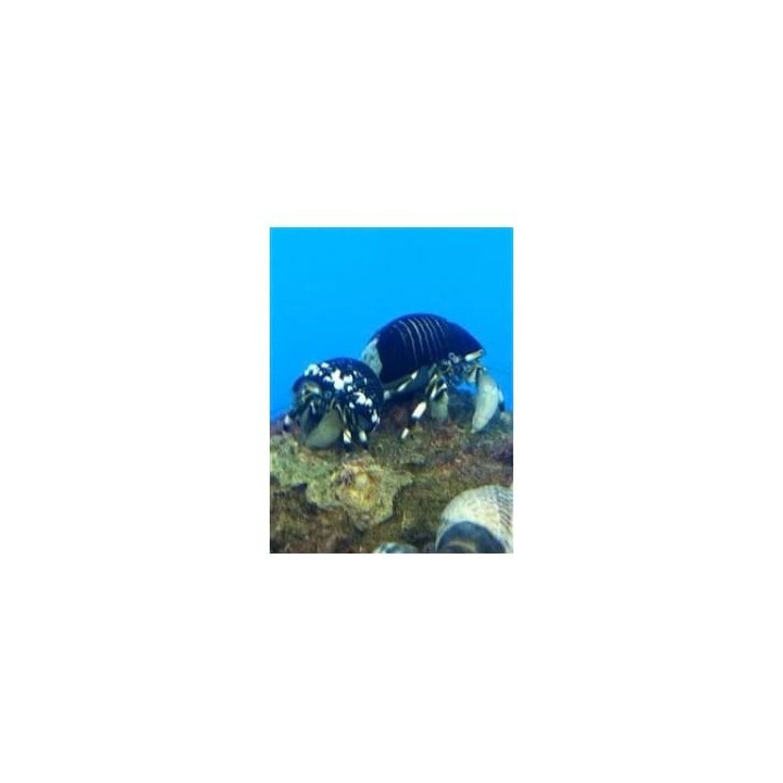 Calcinus laevimanus - Zebra Hermit Crab