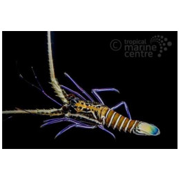 Panulirius versicolor - Blue Lobster