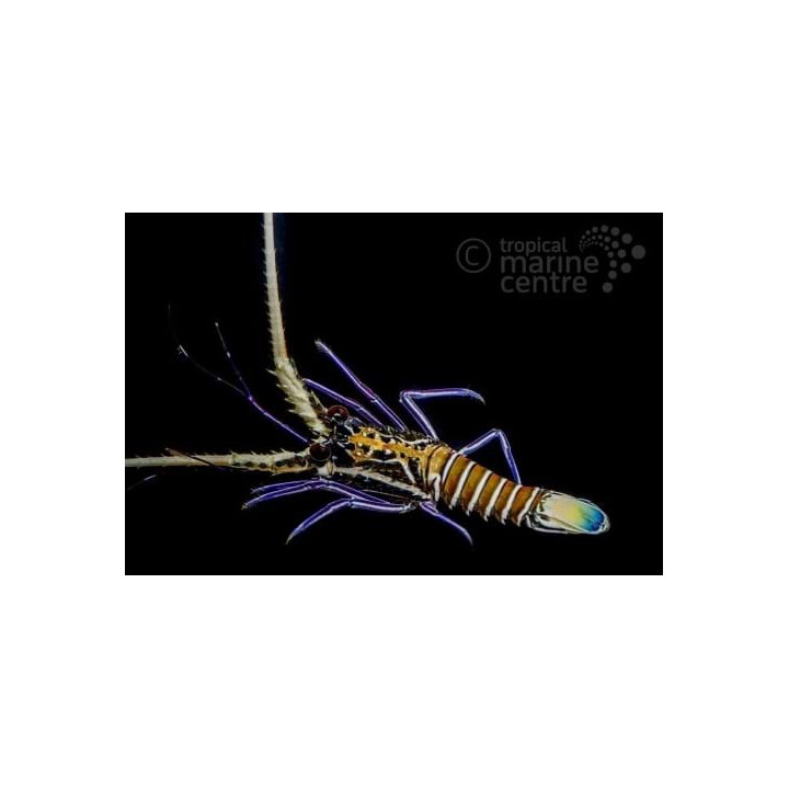 Panulirius versicolor - Blue Lobster