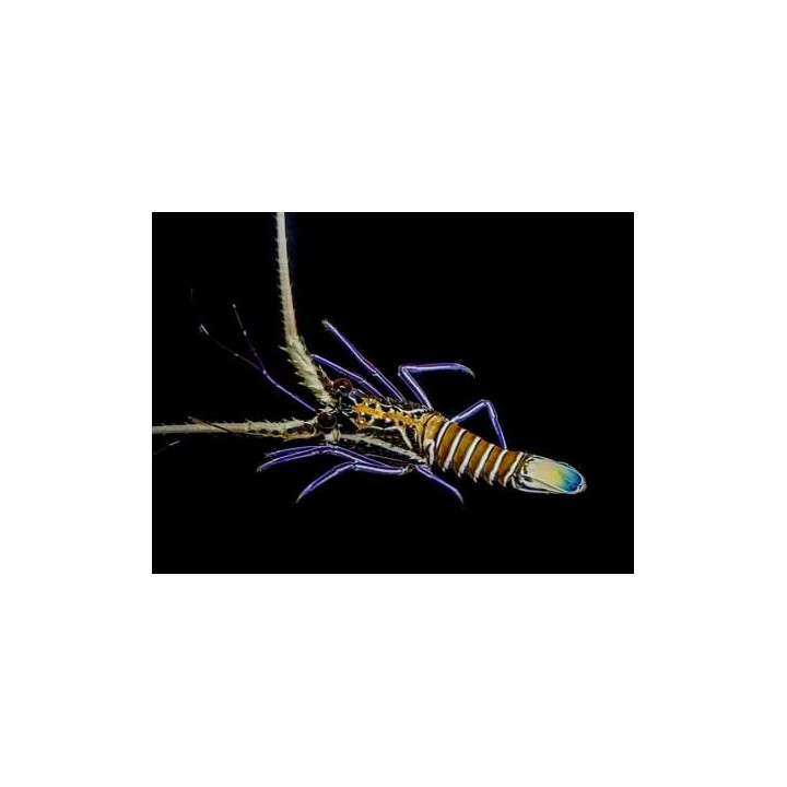 Panulirius versicolor - Blue Lobster